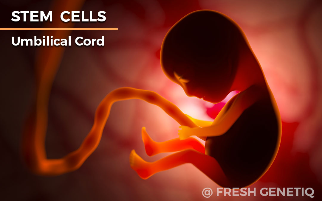 PRP-Pattaya-Bangkok-Stem-Cell-Umbilical-Cord