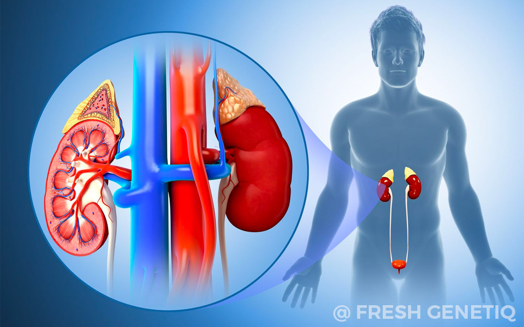 Stem-Cell-Therapy-Chronic-Kidney-Disease