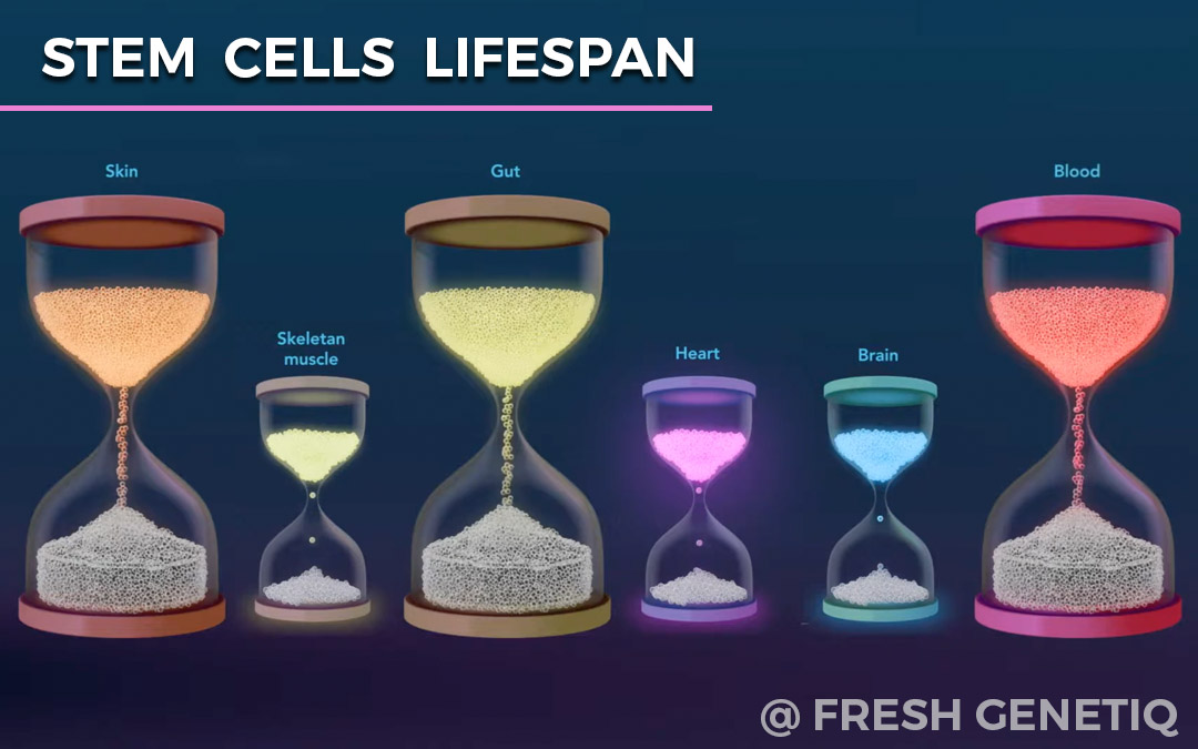 Stem-Cells-Pattaya-Bangkok