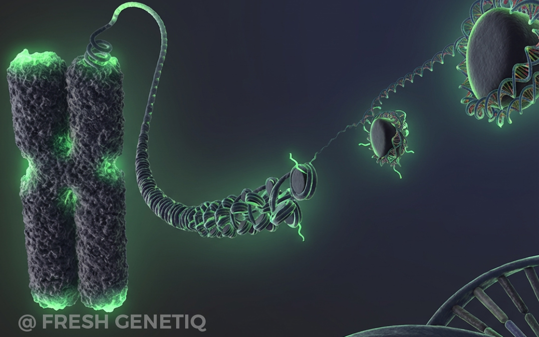 DNA wrapped around histones showing gene accessibility