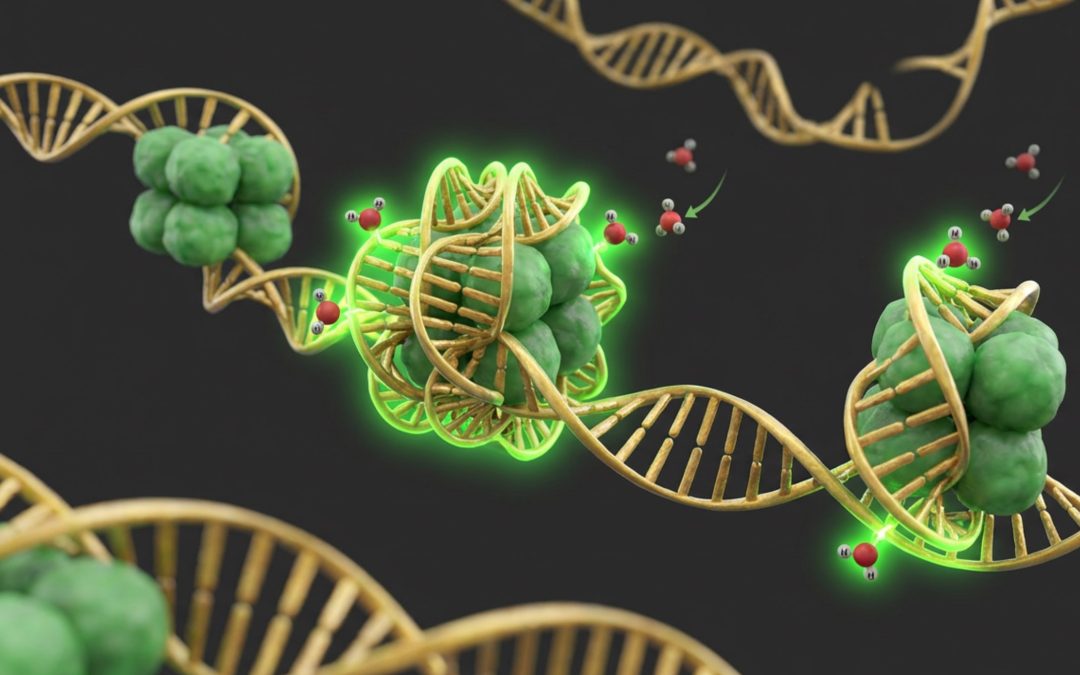 If You Understand Methylation, You Understand Genetics