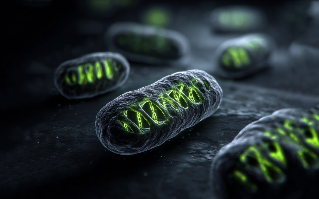 Mitochondrial DNA: Function Over Ancestry