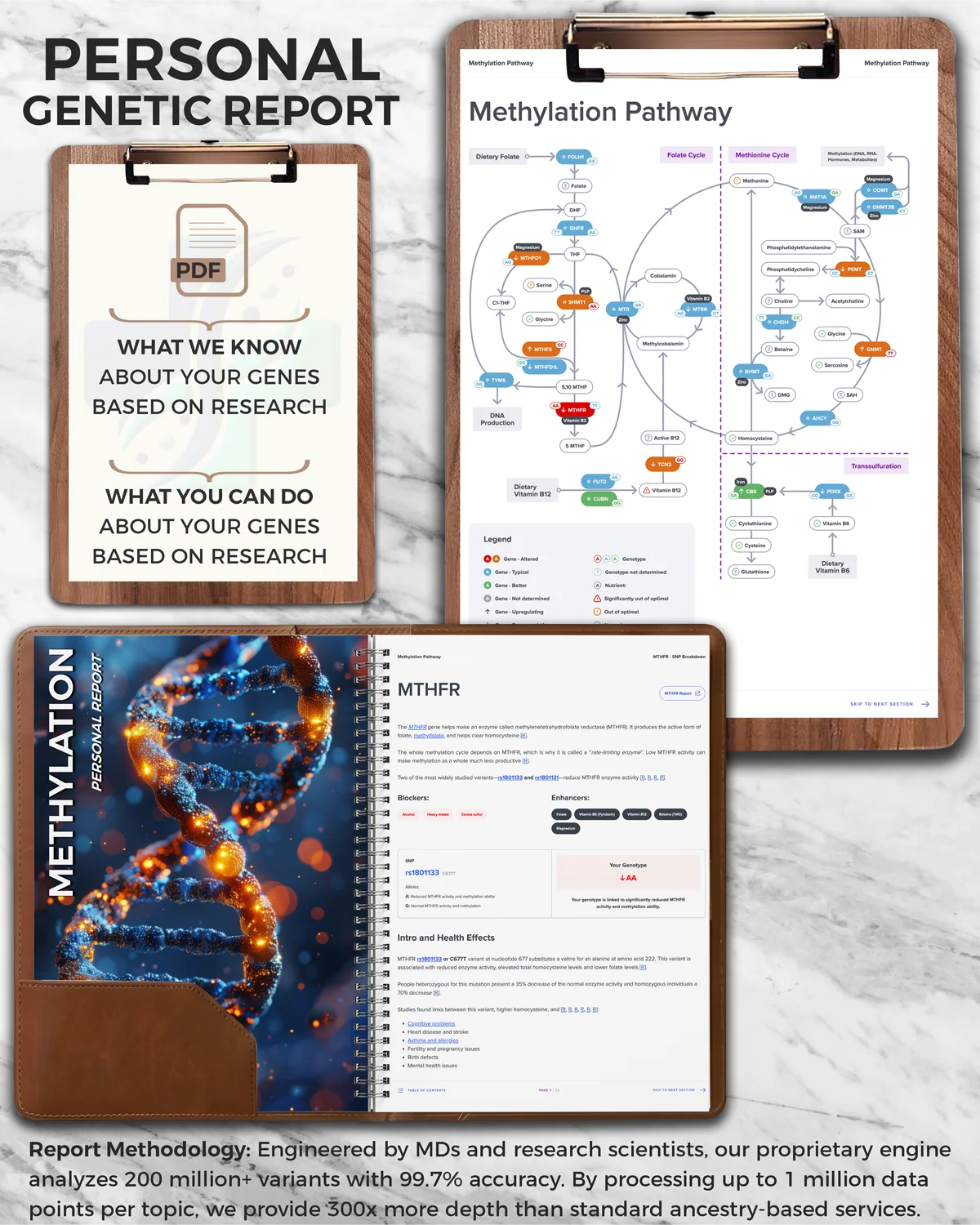 genetic-methylation-test-report Genetic Methylation Test Report